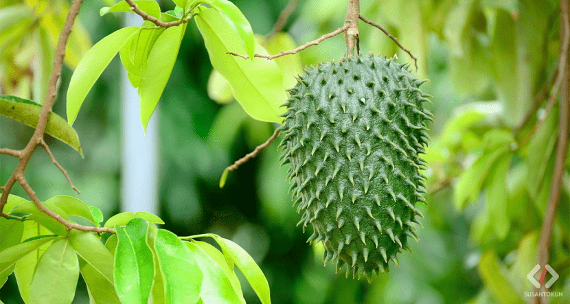 Herbal Untuk Penyakit Jantung