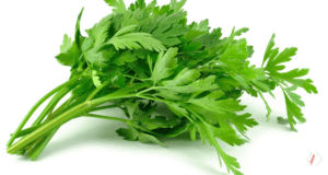 Jenis Tanaman Herbal yang Berkhasiat