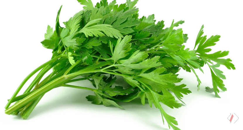 Jenis Tanaman Herbal yang Berkhasiat