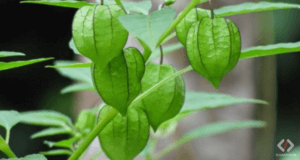 Tanaman Herbal dan Khasiatnya